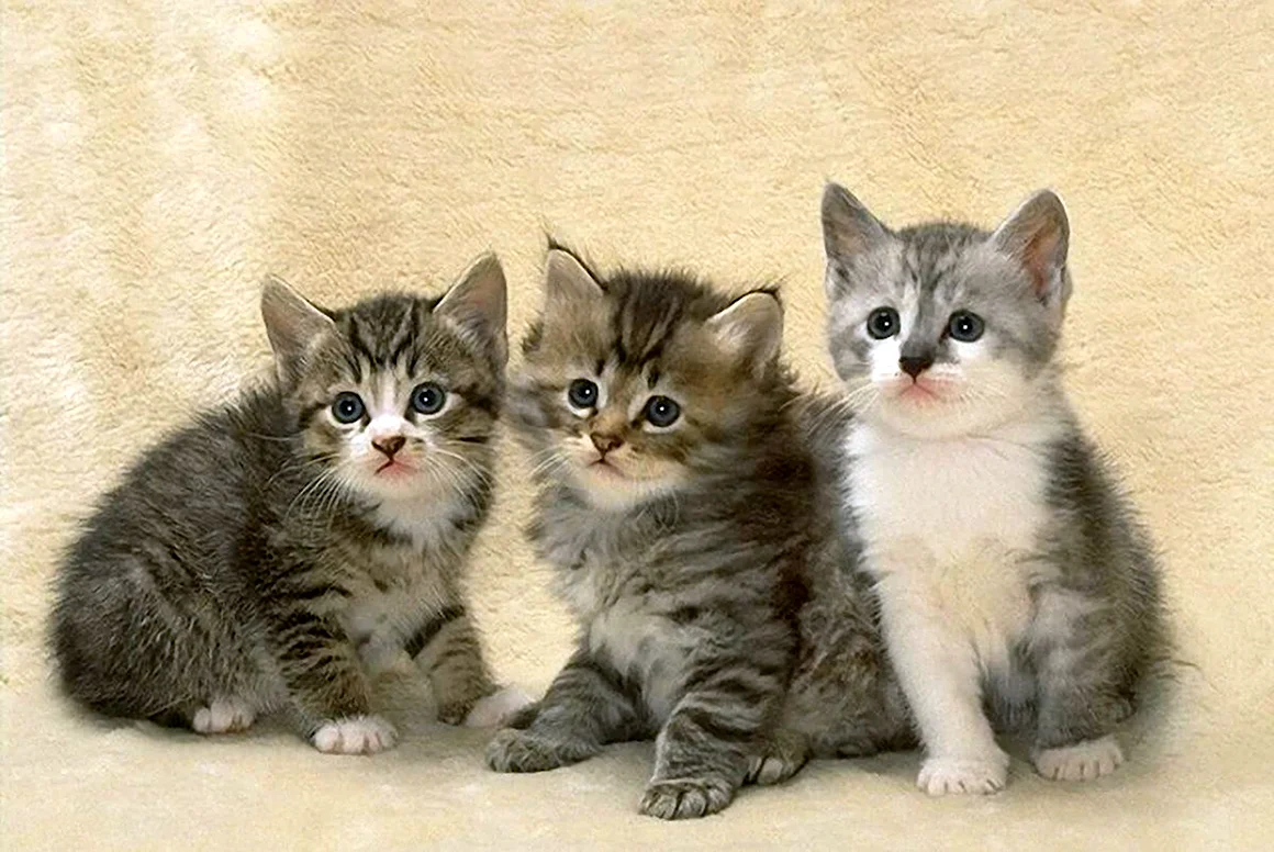 3 Котенка