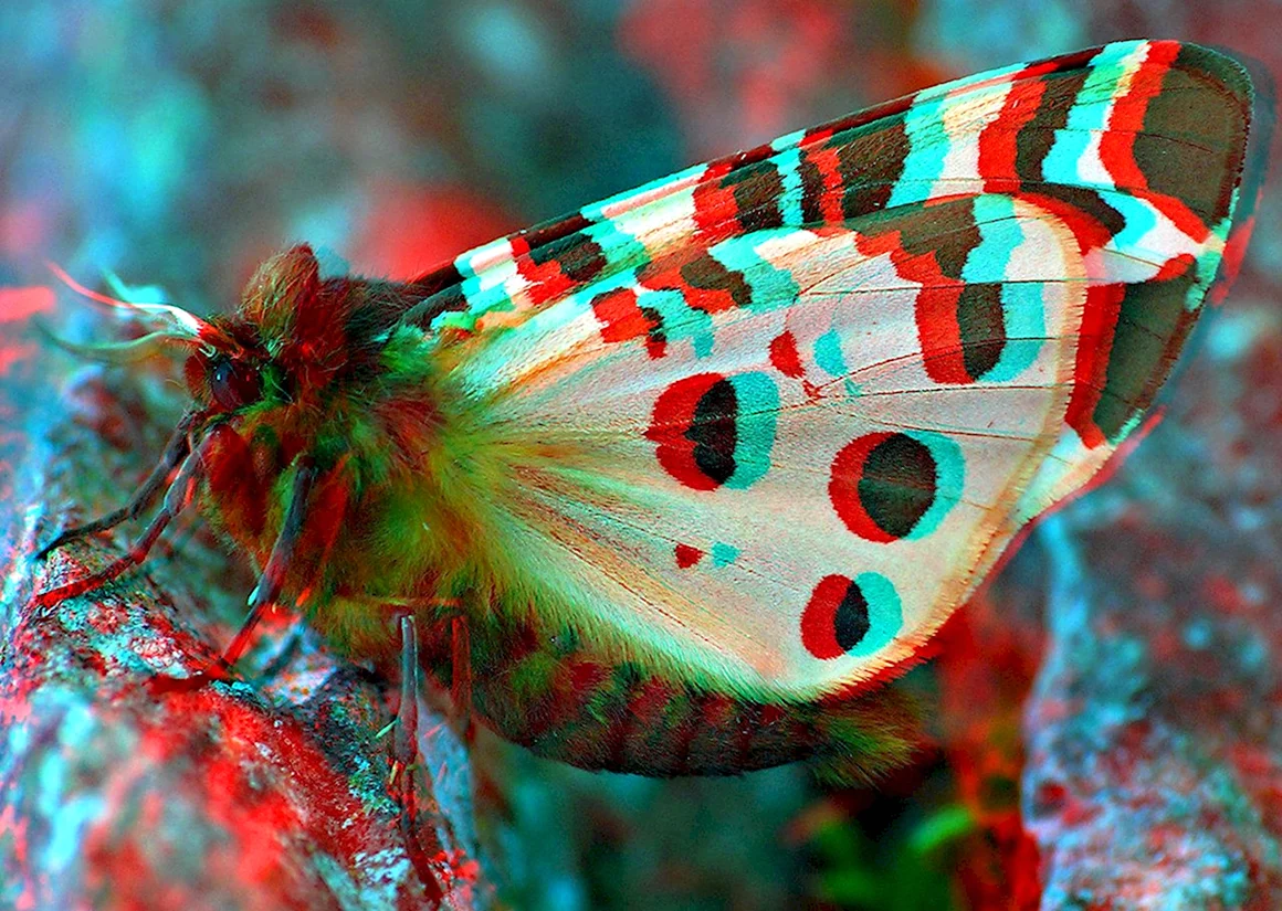 3d anaglyph