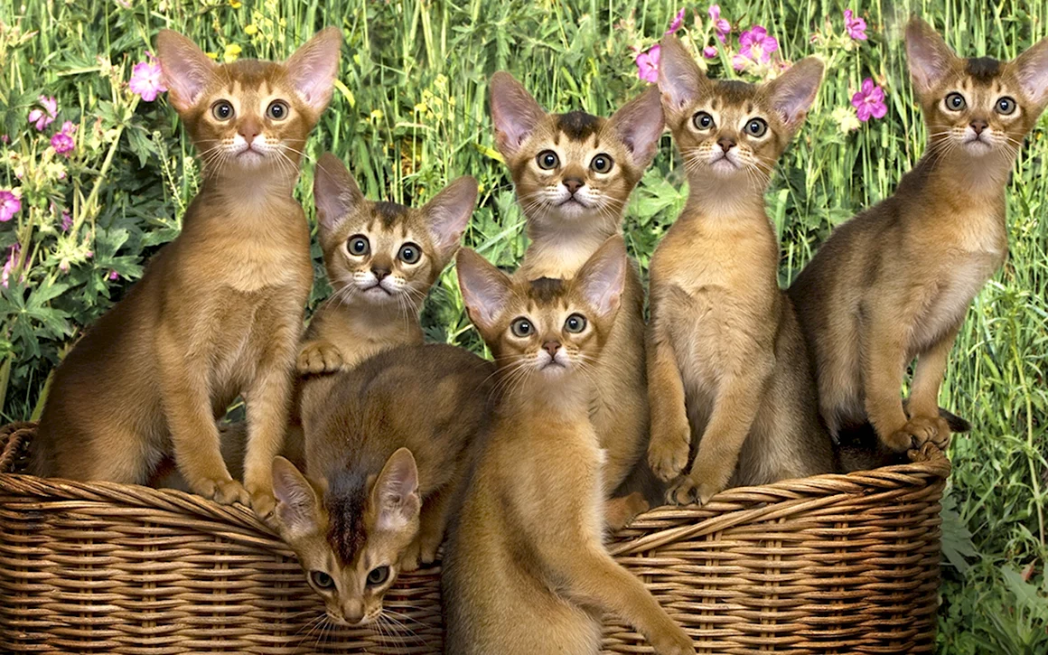 Абиссинская кошка