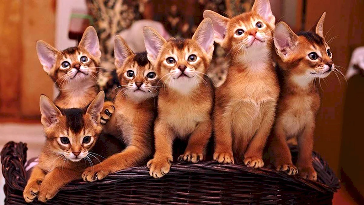 Абиссинская кошка котёнок