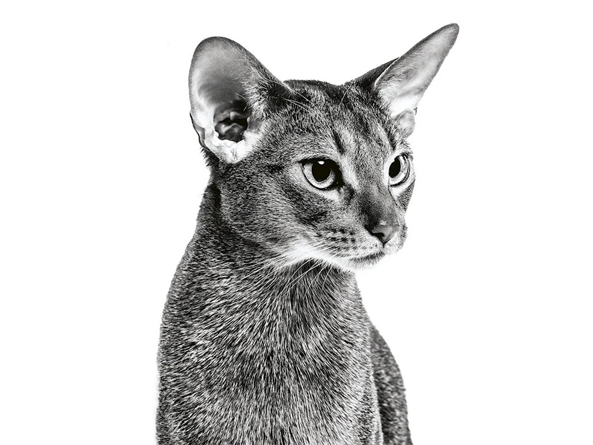 Абиссинская кошка серая