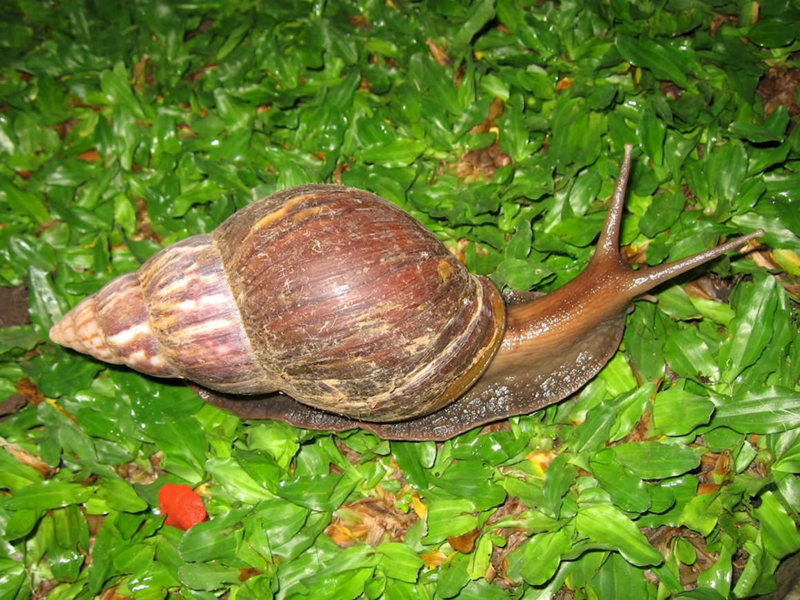 Achatina Fulica