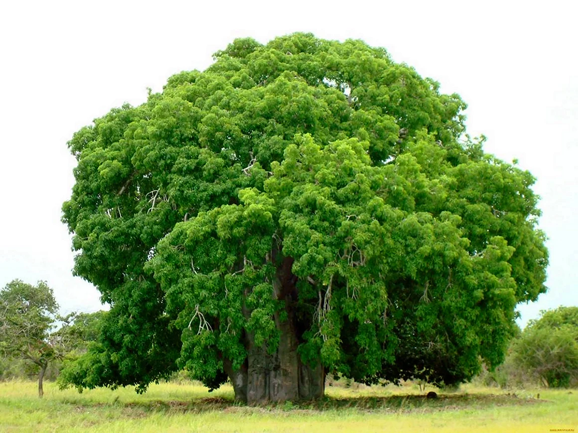 Adansonia digitata баобаб Адансония пальчатая