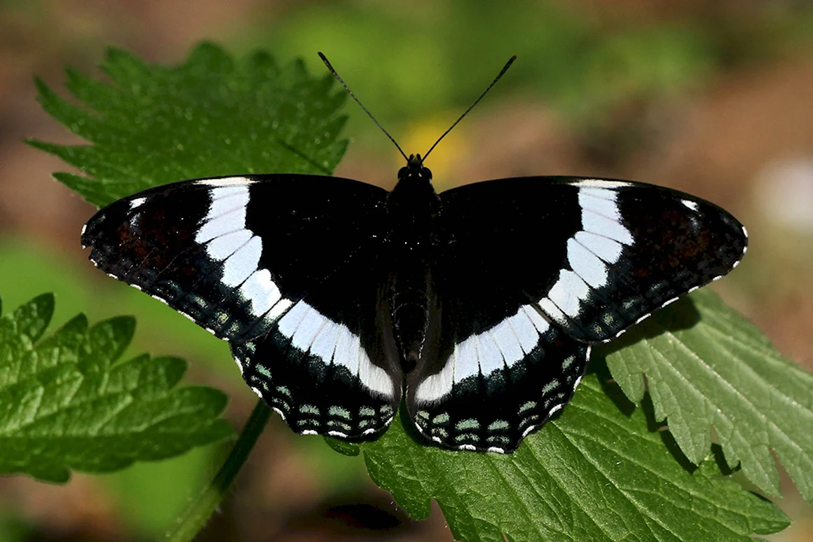 Адмирал Vanessa Atalanta
