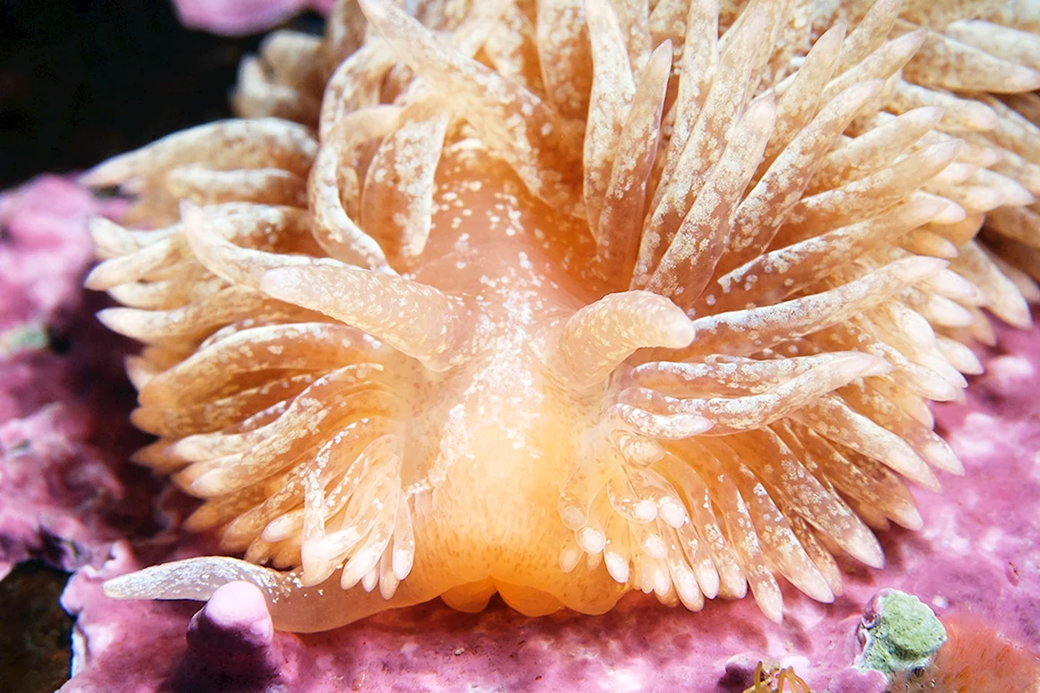 Aeolidia papillosa