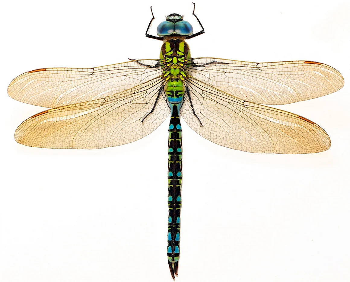 Aeshna viridis