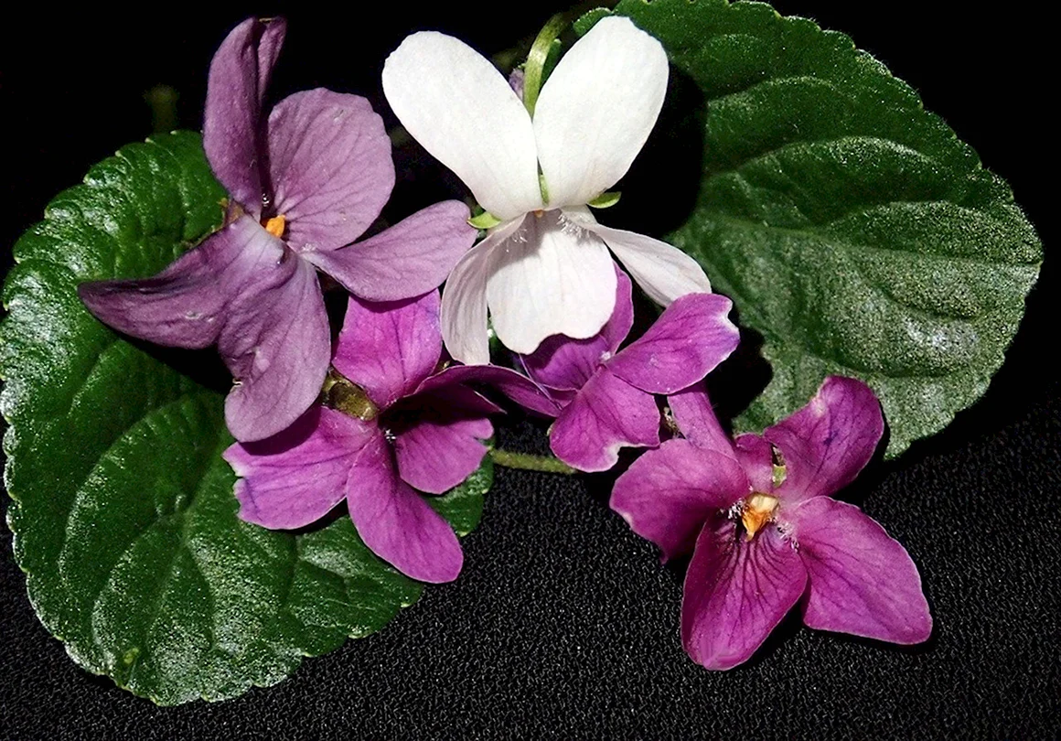 African Violet Saintpaulia Hybrid фиалка белая Королева