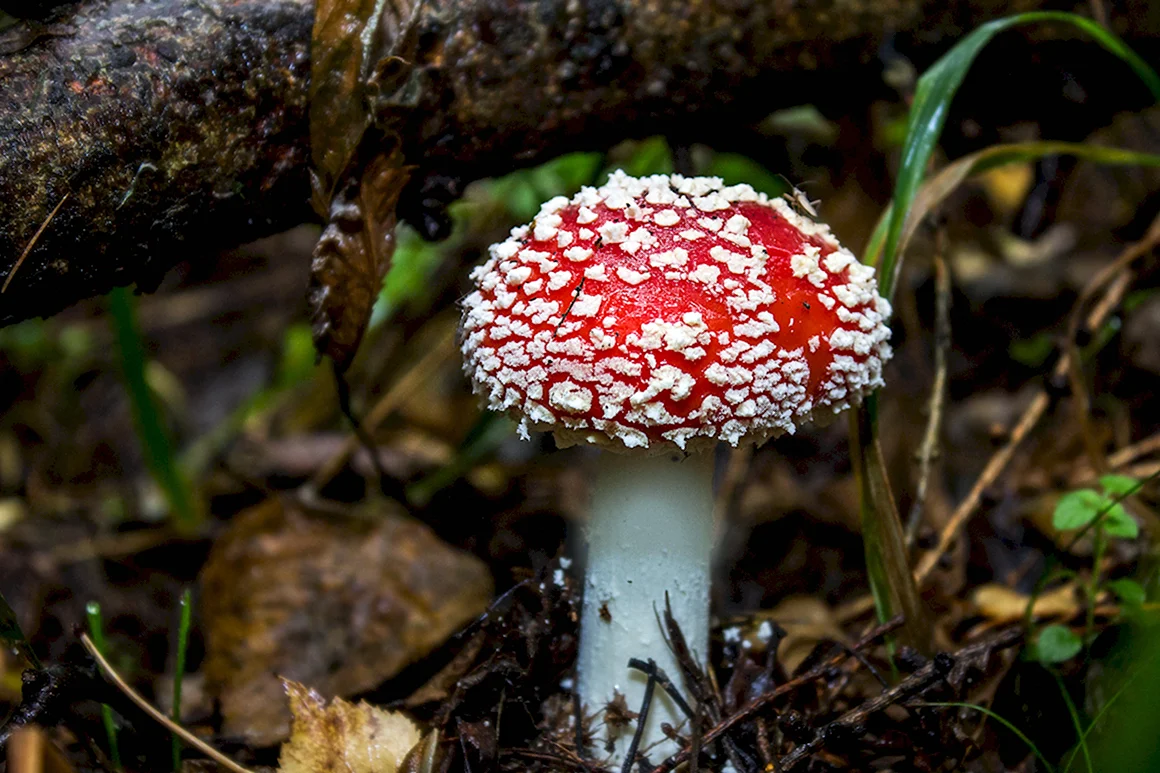Agaricus muscarius — красный мухомор