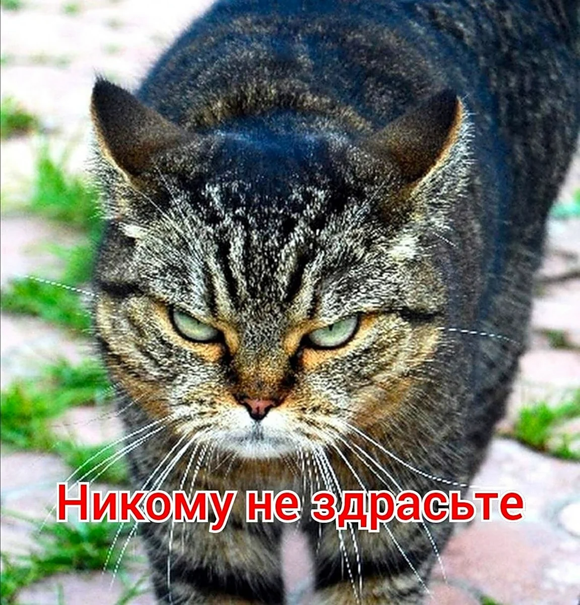 Агрессивный кот