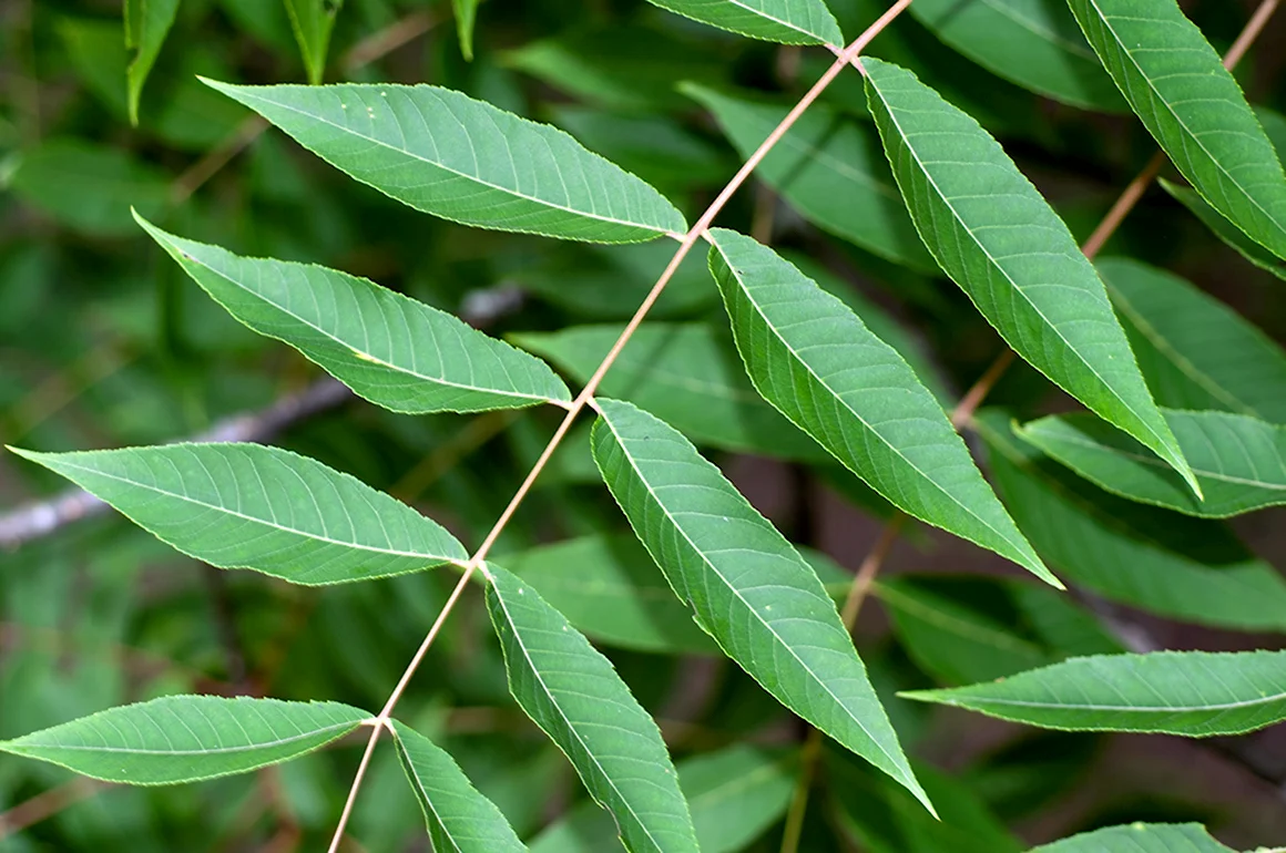 Ailanthus glandulosa