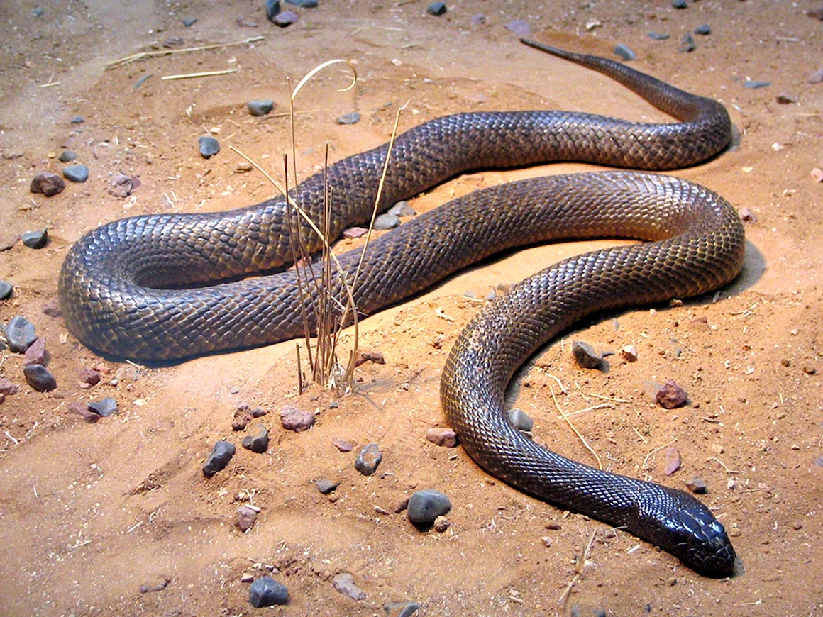 Aipysurus duboisii