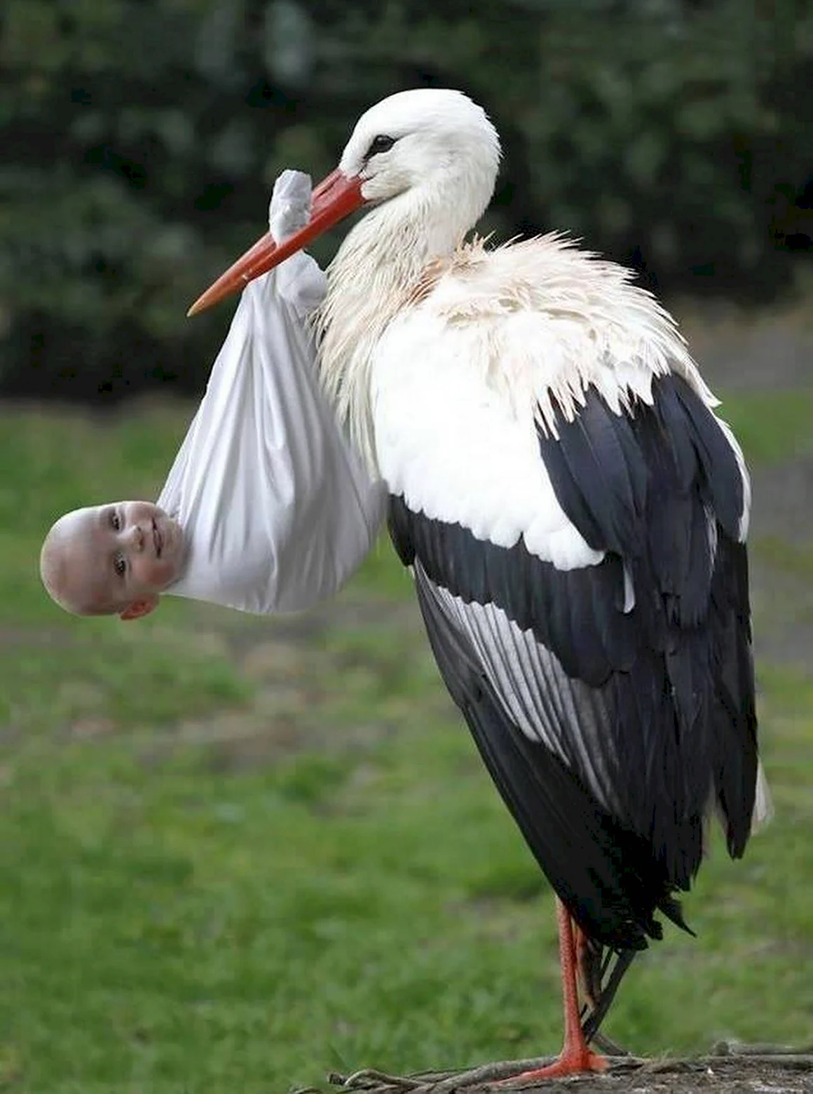 Аист