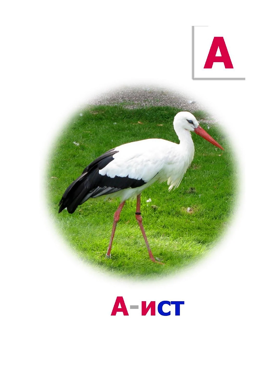 Аист карточка