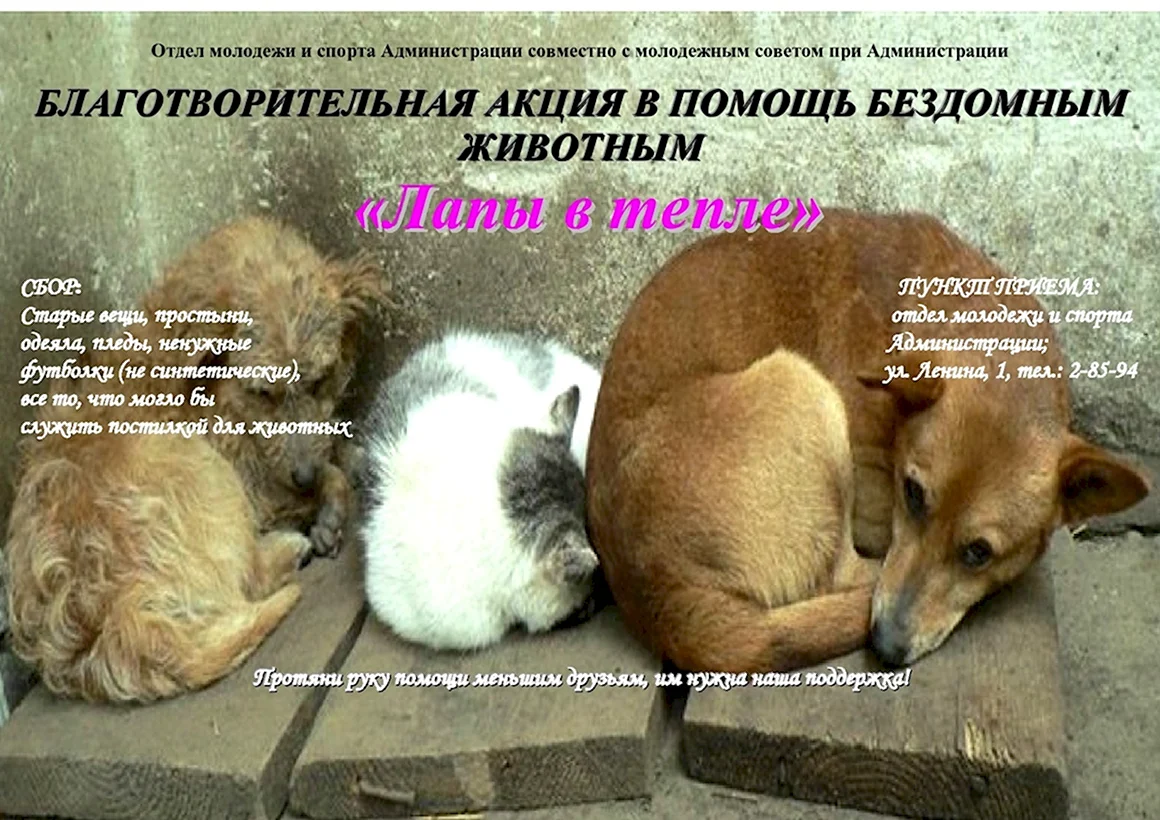 Акция поможем бездомным животным