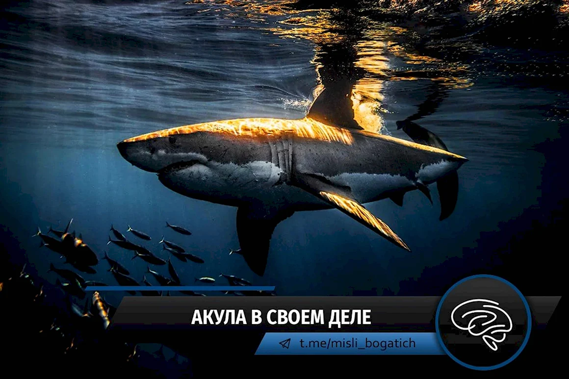 Акула