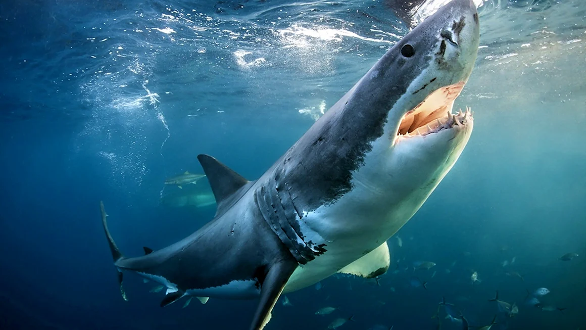 Акула Carcharodon carcharias