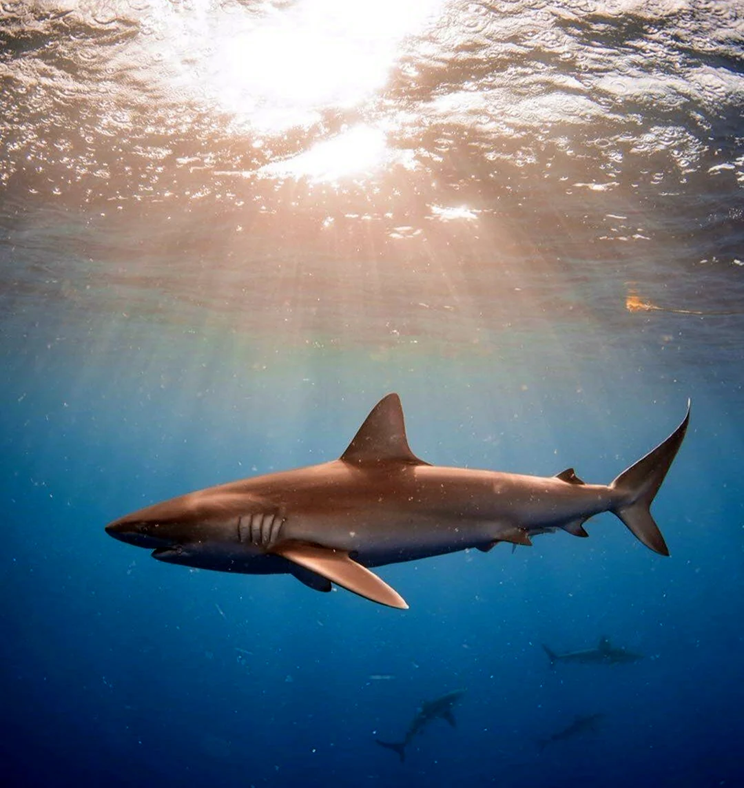 Акула Carcharodon carcharias
