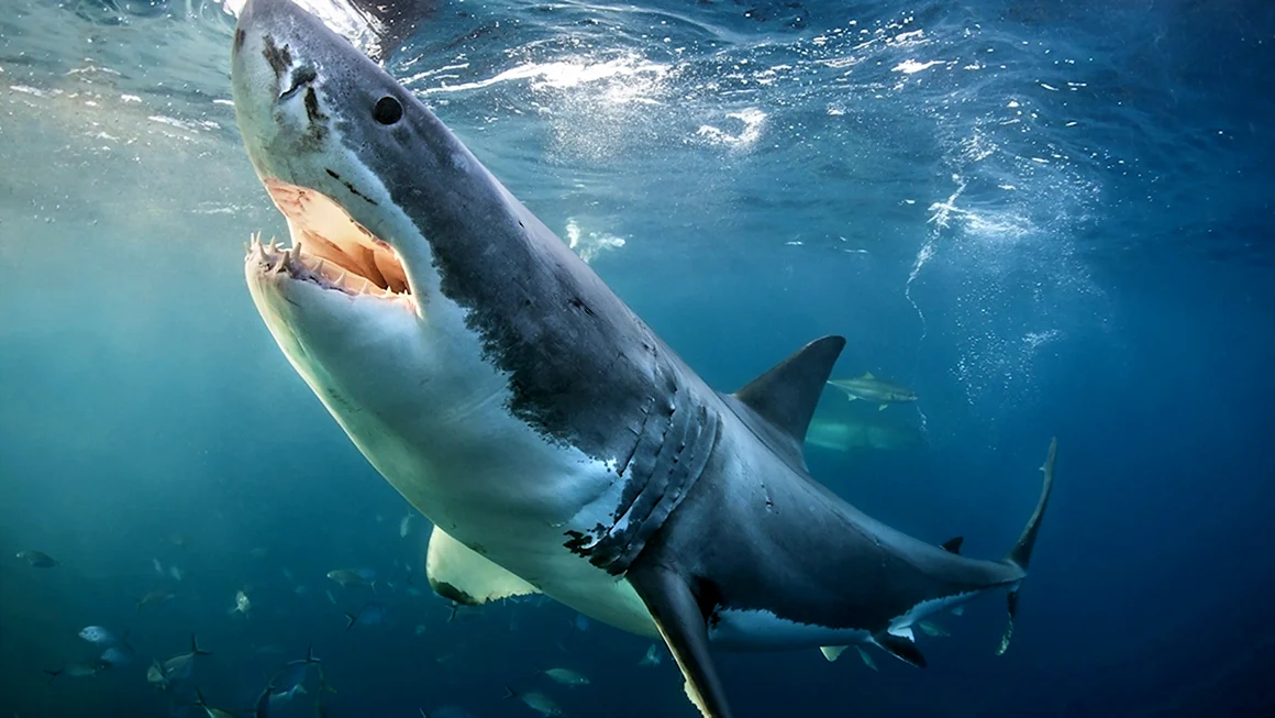 Акула Carcharodon carcharias