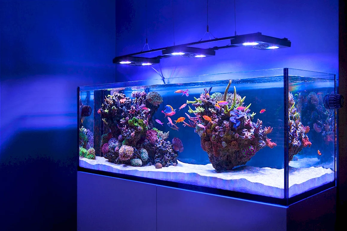 Аквариум Fish Tank 2009