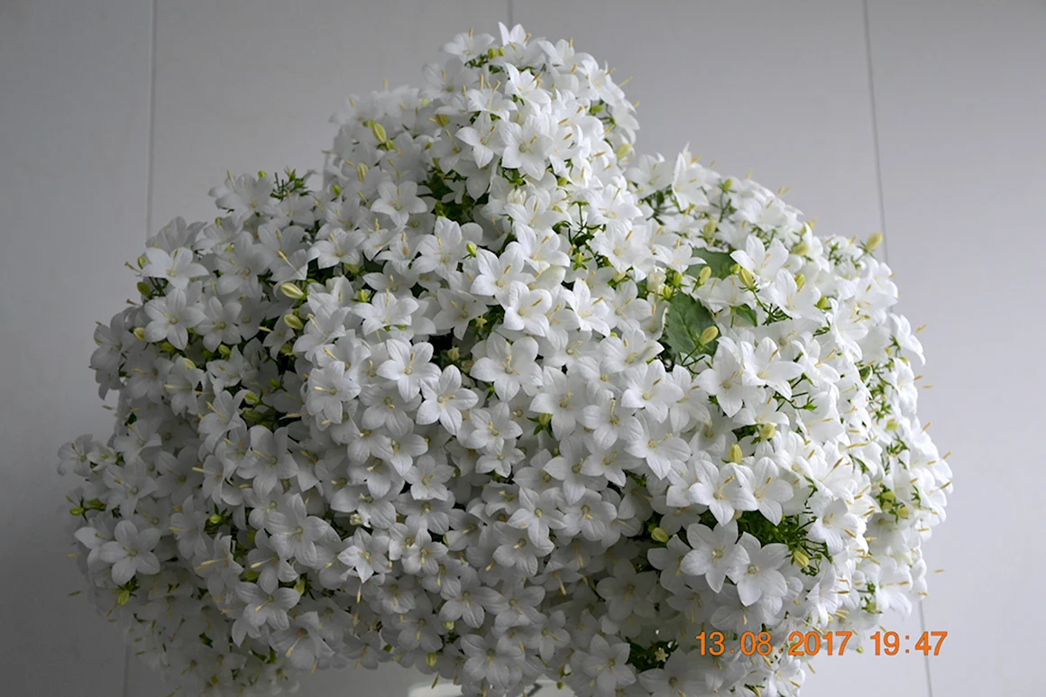 Альба Кампанула невеста ампельная