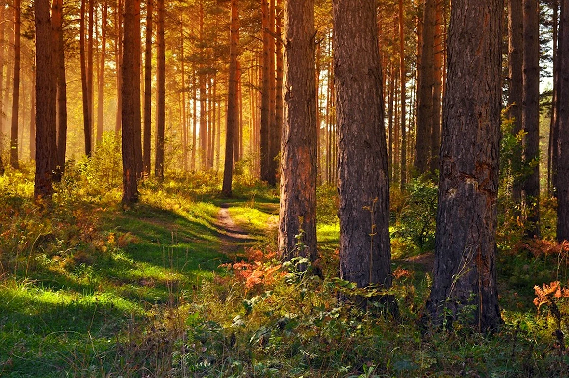 Алеусский лес