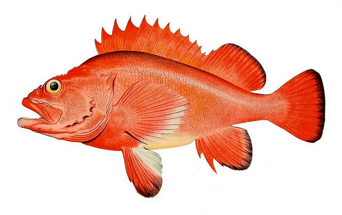Алеутский морской окунь Sebastes aleutianus