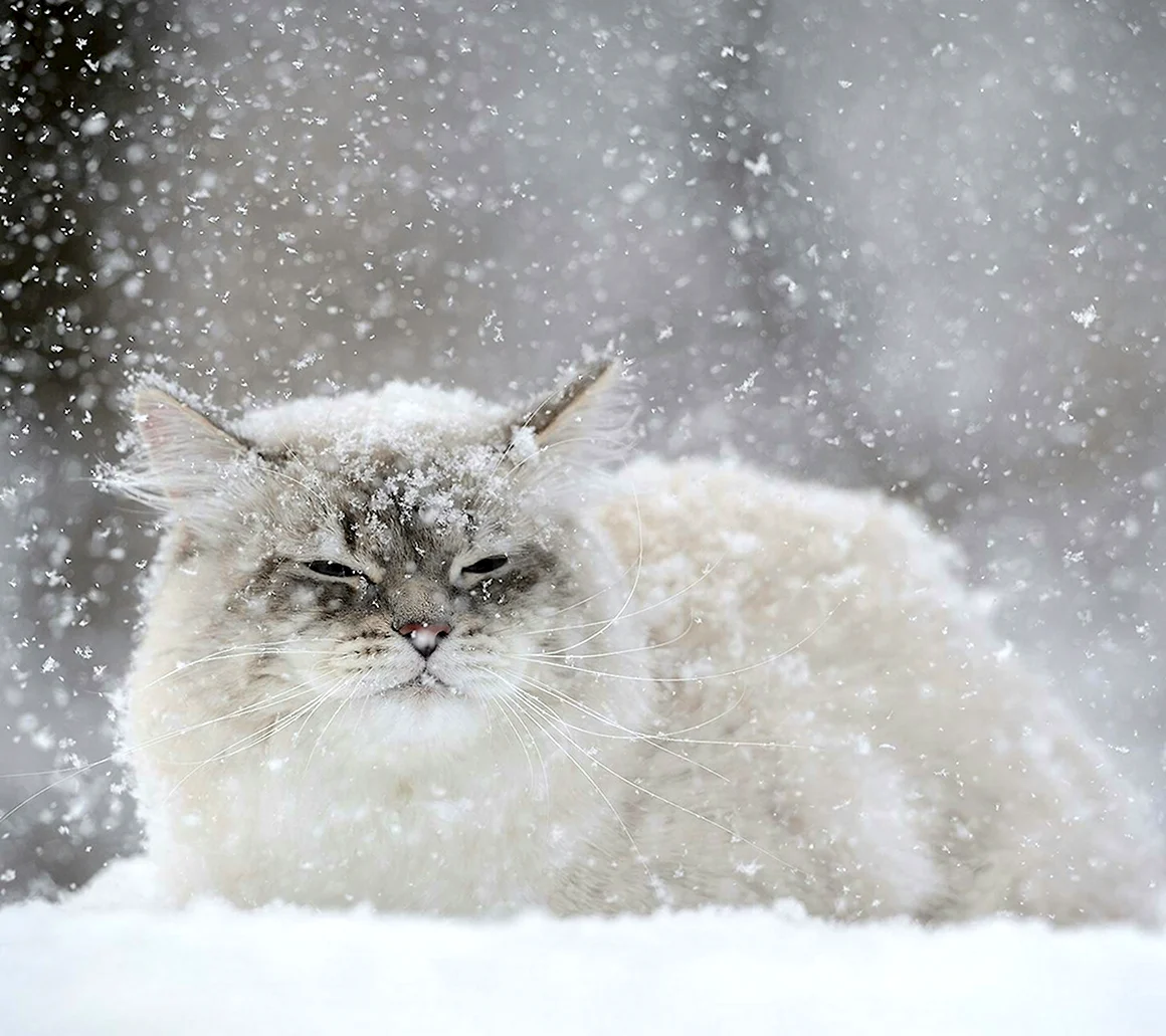 Аляскинский снежный кот
