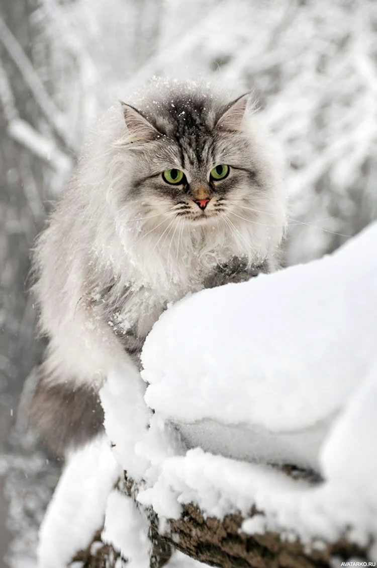 Аляскинский снежный кот