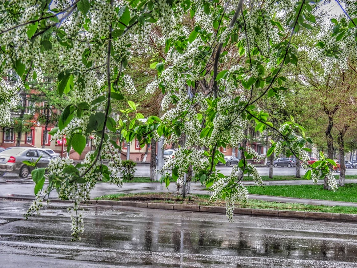 Аллея черемухи
