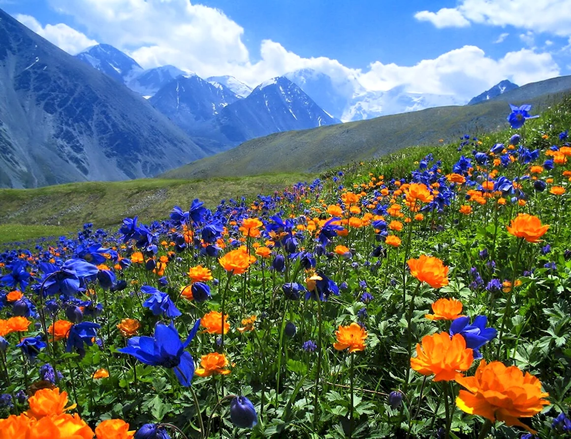 Альпийские Луга Алтая