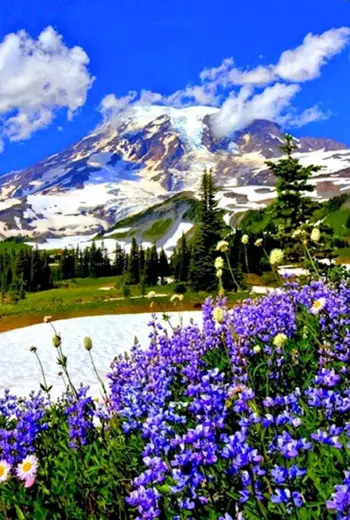Альпийские Луга Швейцария