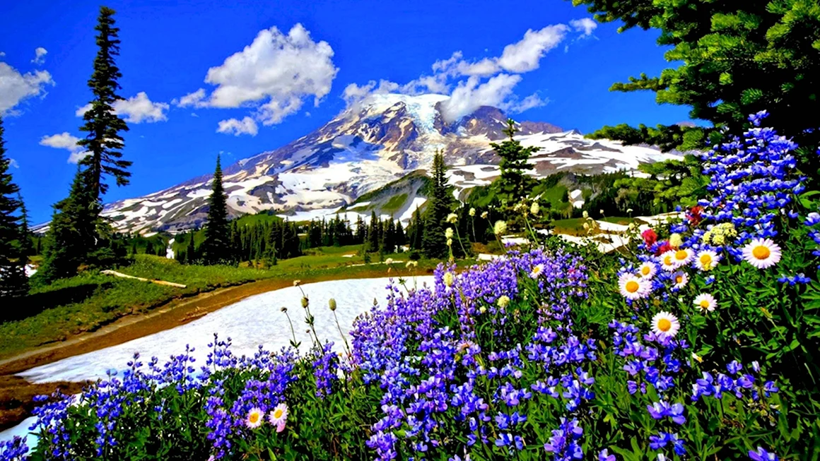 Альпийские Луга Швейцария