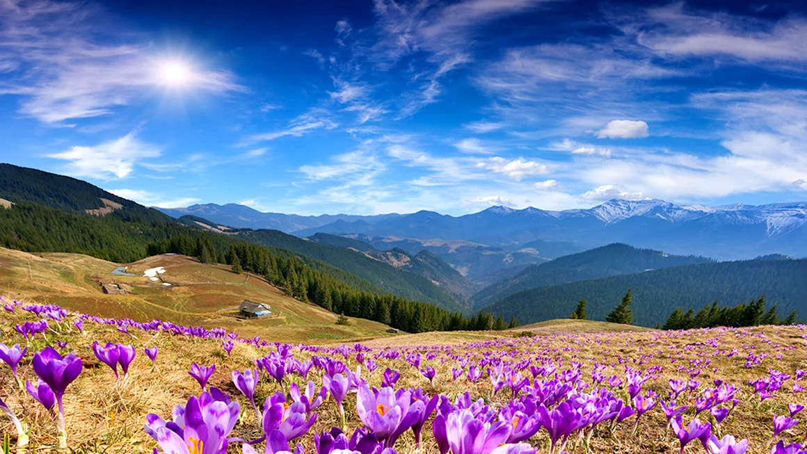 Альпийские Луга Швейцария