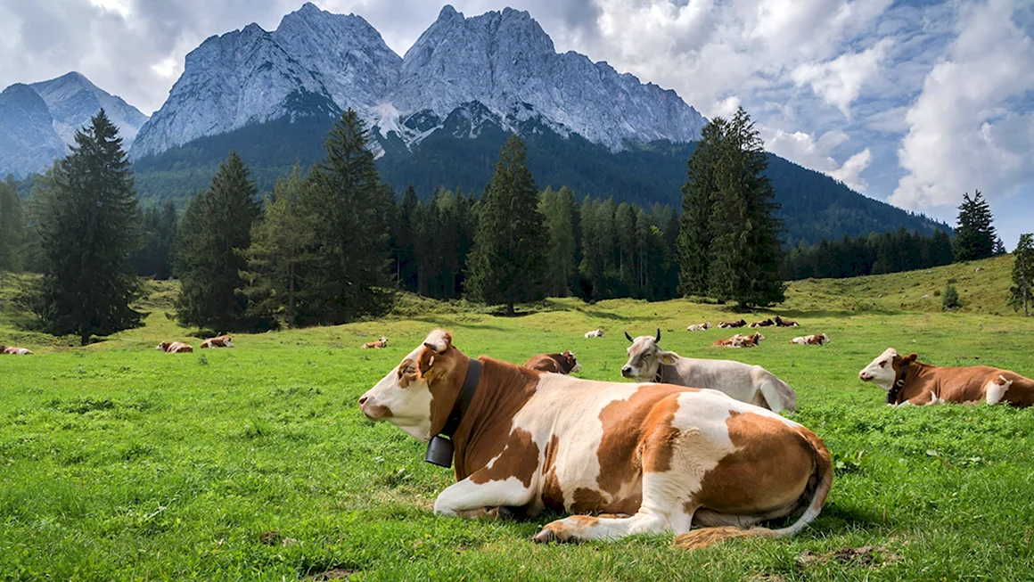 Альпийские Луга Швейцария