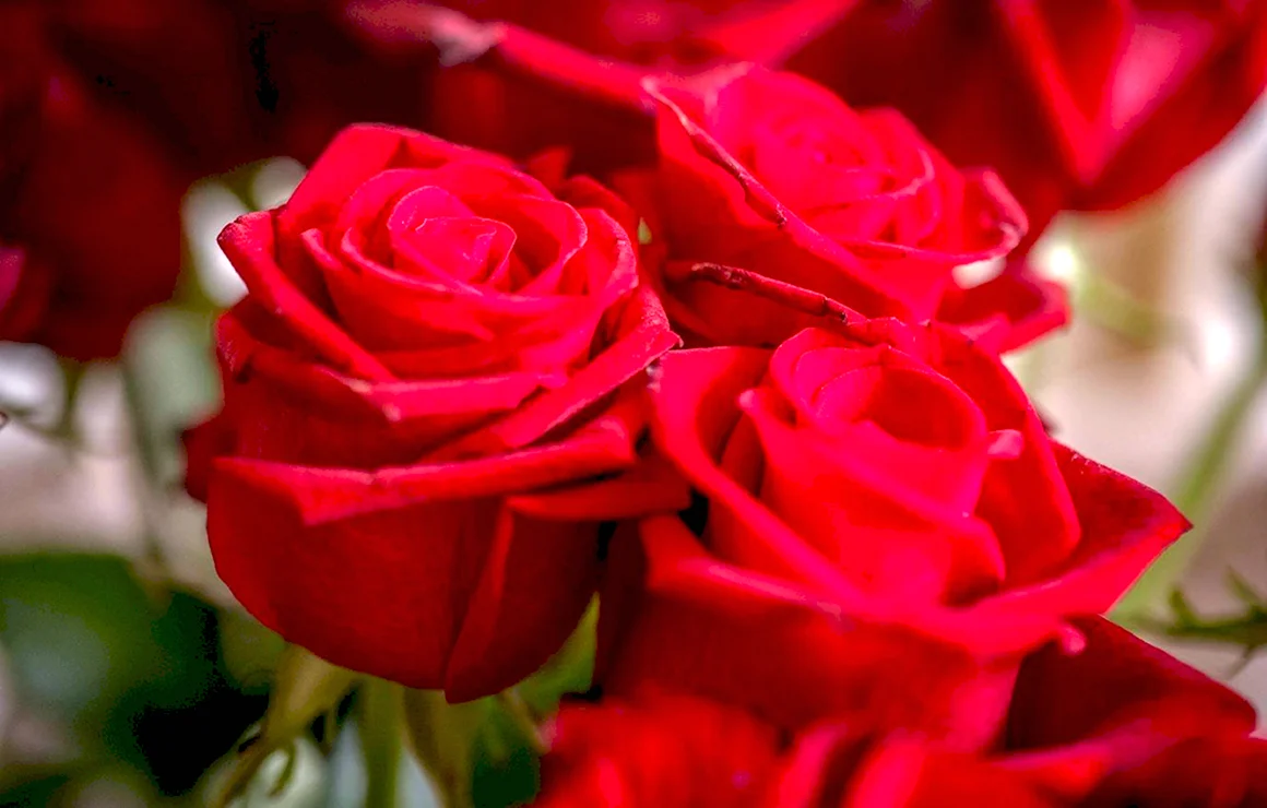 Алые розы Rose Scarlatte 1940