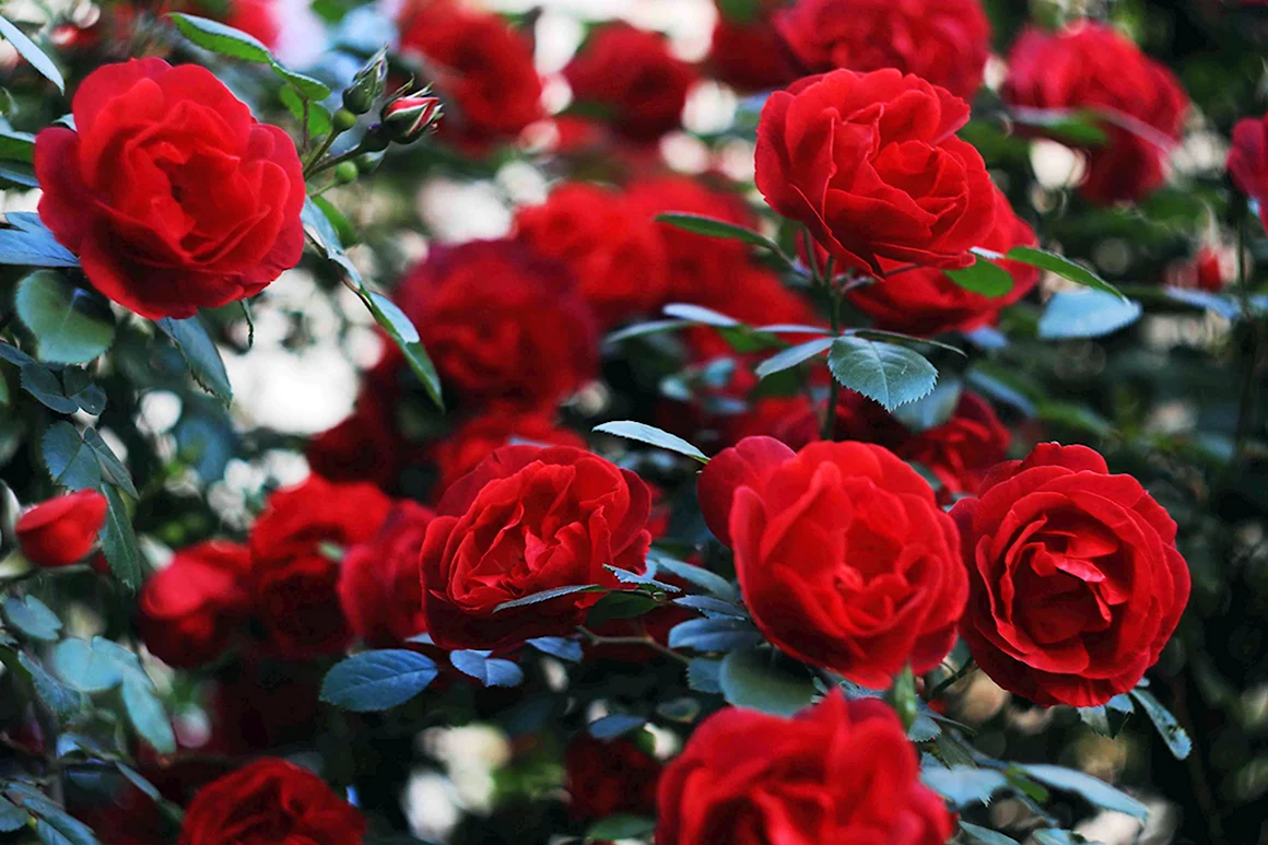 Алые розы Rose Scarlatte 1940