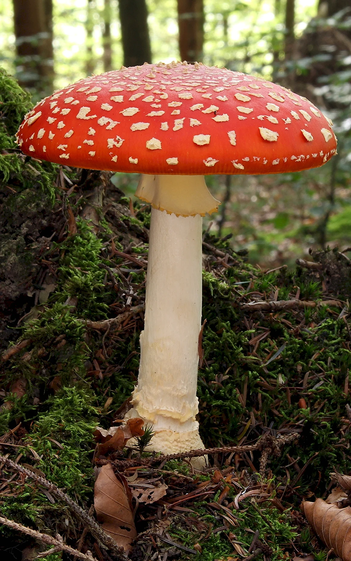 Аманита Мускария