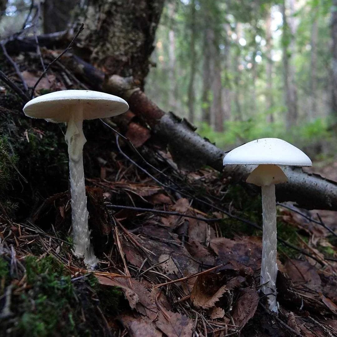 Amanita virosa гриб
