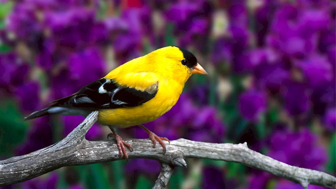 American Goldfinch птица