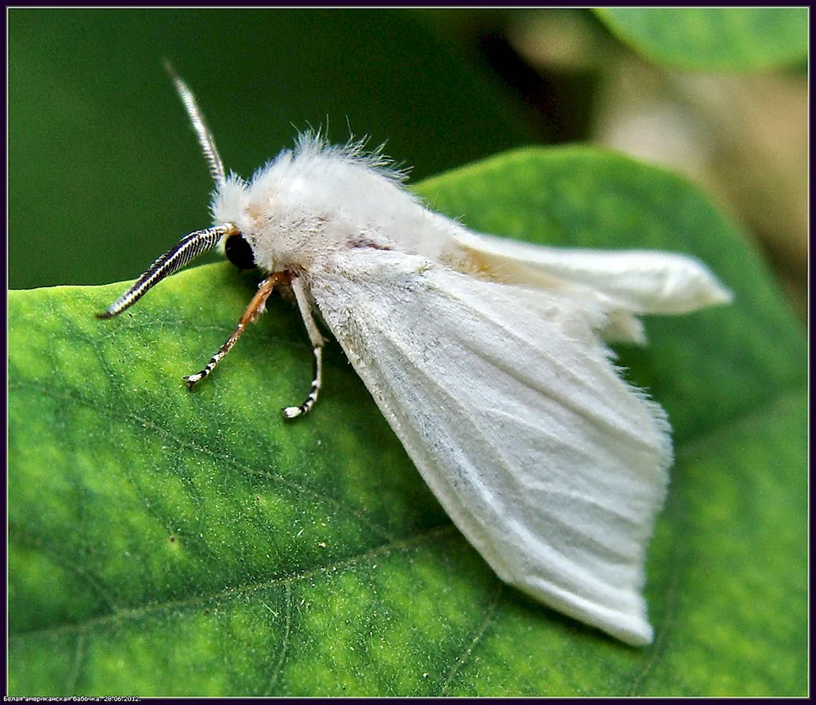 Американская белая бабочка Hyphantria cunea