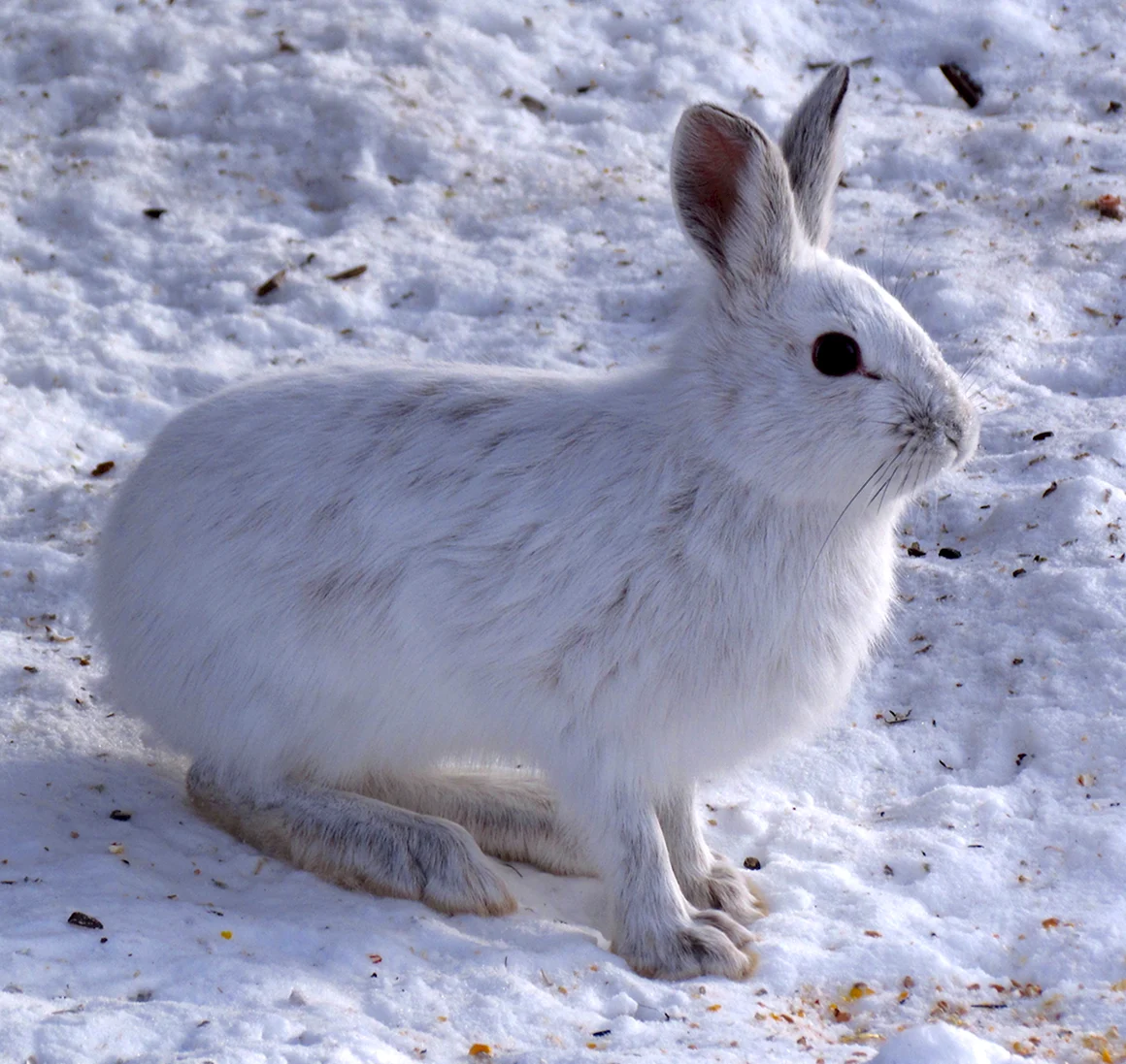 Американский заяц Беляк