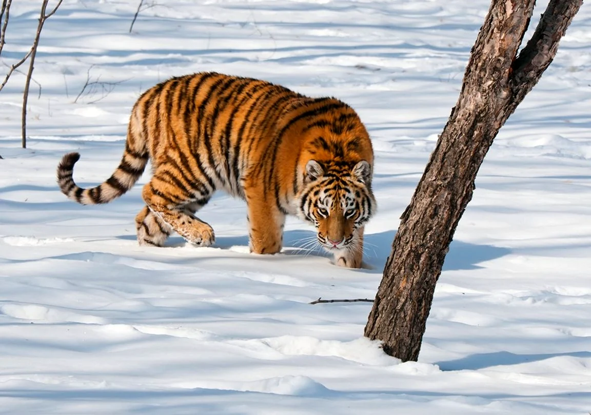 Амурский тигр