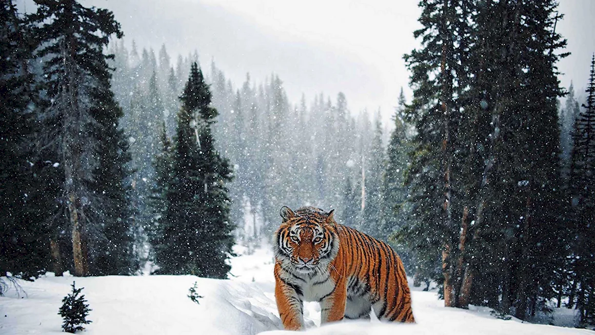 Амурский тигр