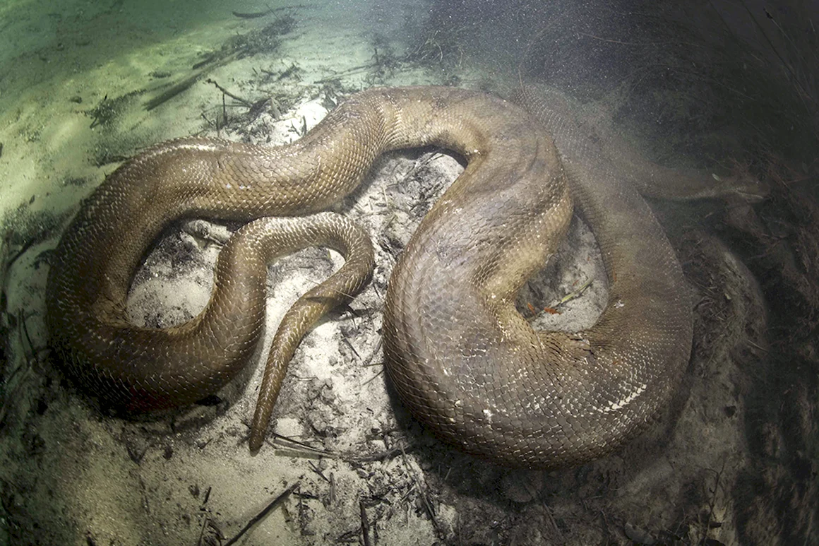 Анаконда eunectes beniensis