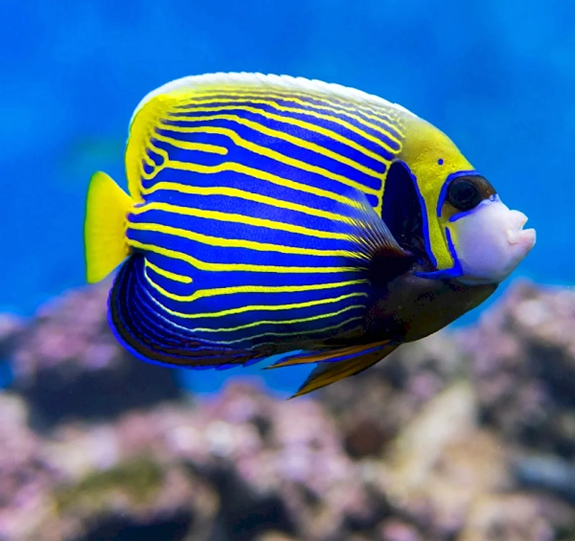 Ангел Императорский Pomacanthus Imperator