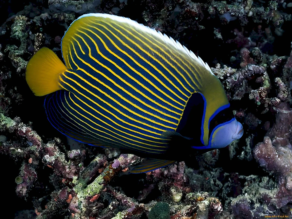 Ангел Императорский Pomacanthus Imperator