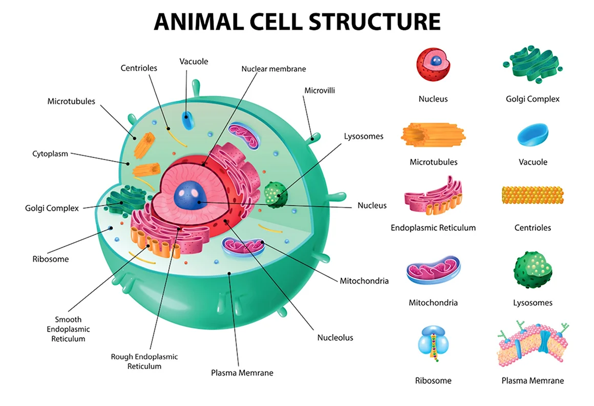 Animal Cell