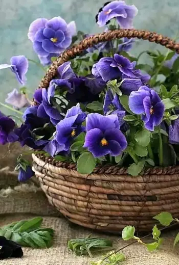 Анютины глазки
