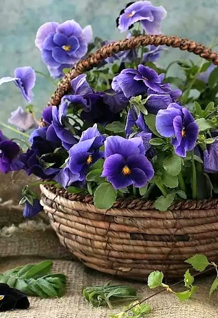 Анютины глазки