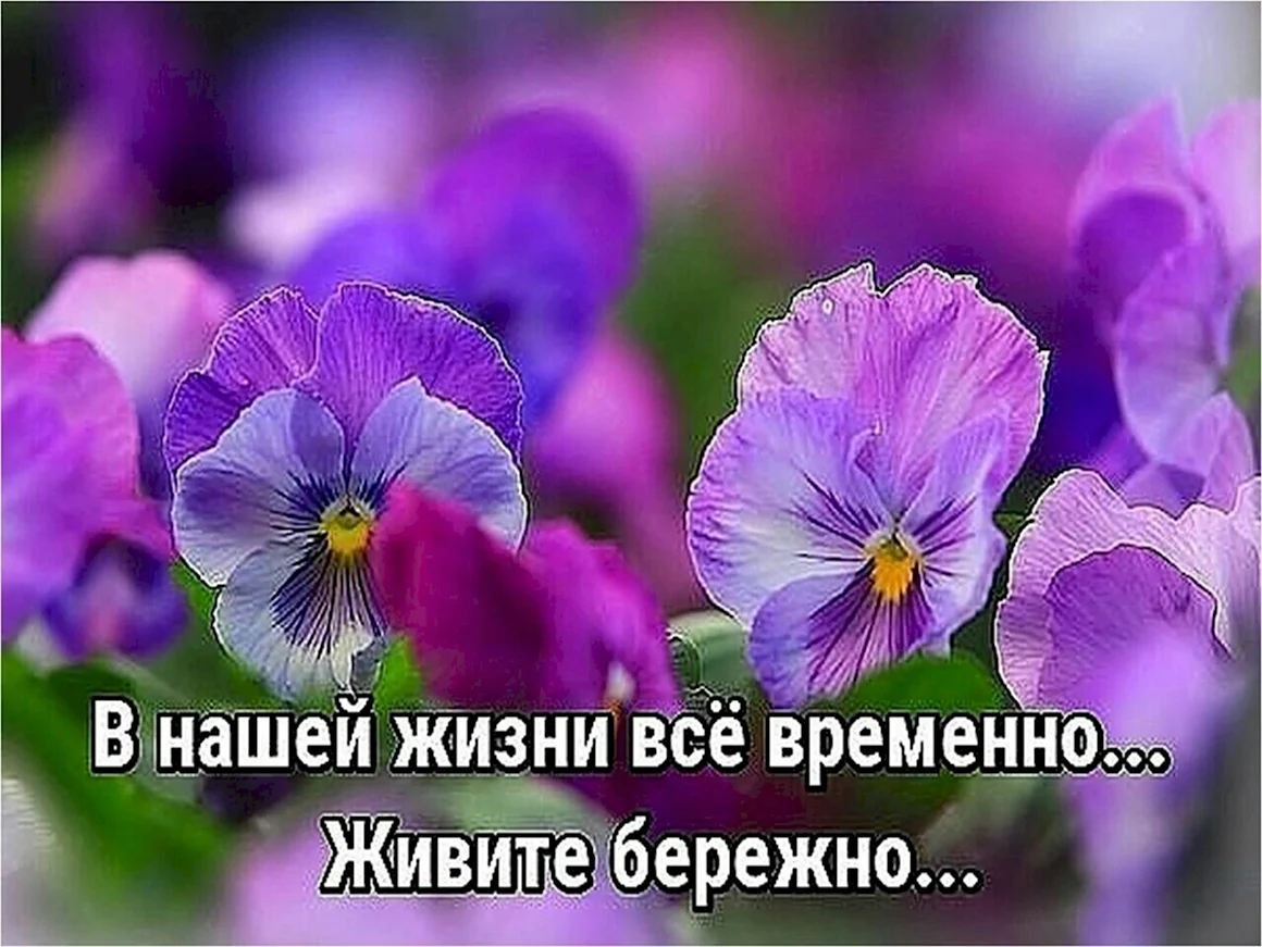 Анютины глазки надпись